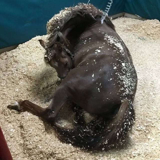 thumbnail for publication: First Aid for Horse Owners